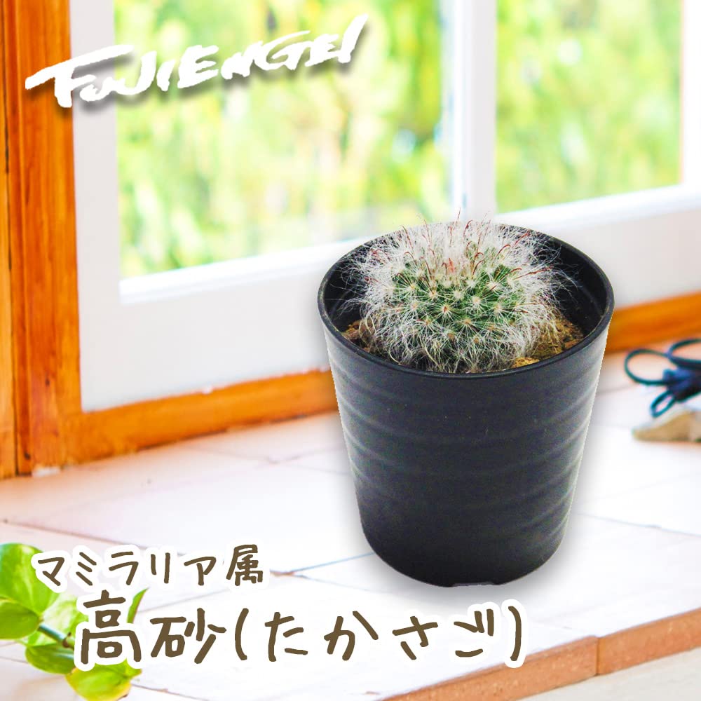 Amazon.co.jp: サボテン マミラリア属 【 高砂 (たかさご) 】2号鉢